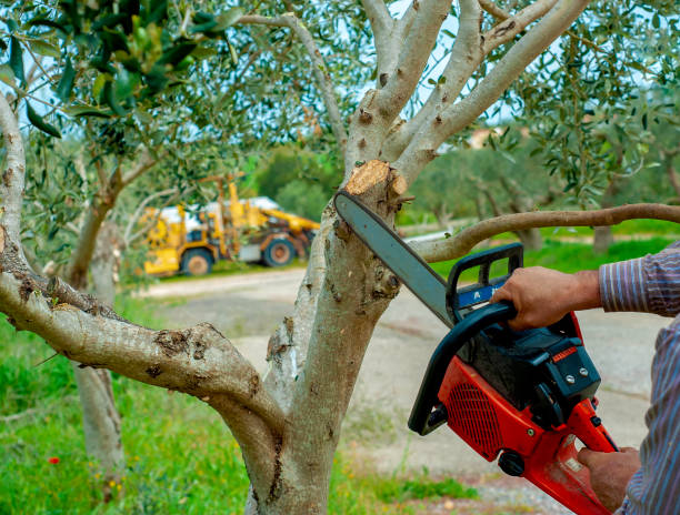 Professional Tree Service in Arroyo Seco, NM